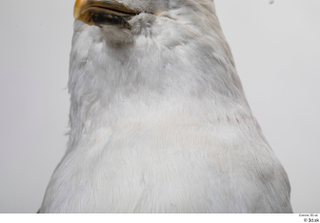 Common gull Larus Canus neck 0002.jpg